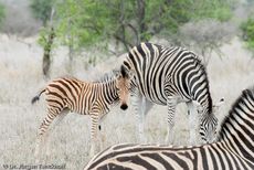 Zebra (4 von 28).jpg